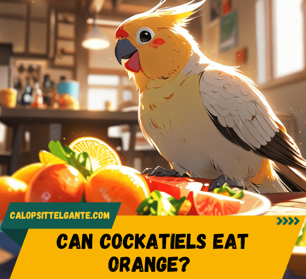 Can Cockatiels Eat Orange? Everything You Need to Know