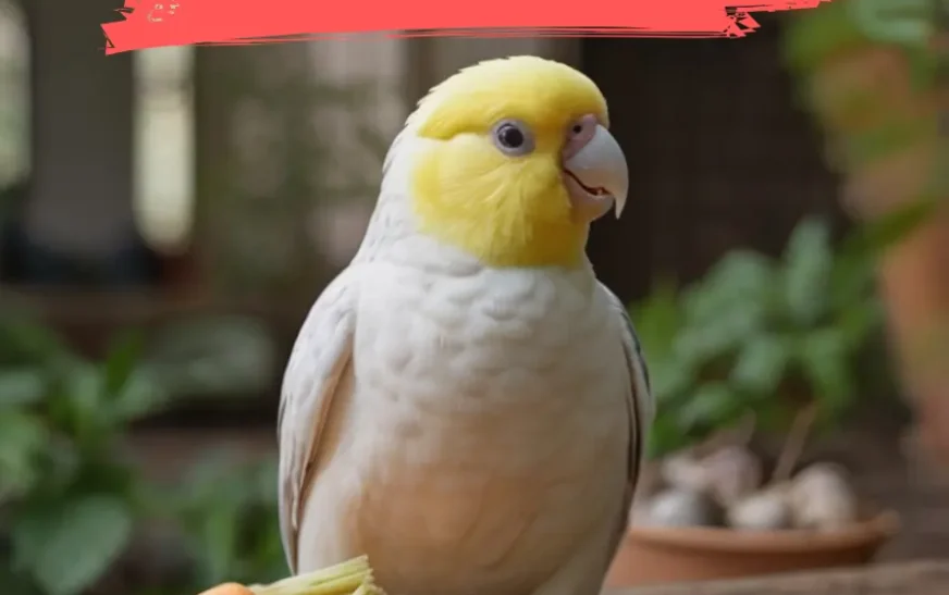 Do Cockatiels Eat Carrots? Everything You Need to Know