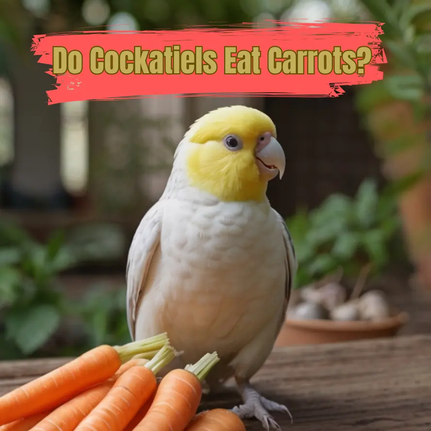 Do Cockatiels Eat Carrots? Everything You Need to Know